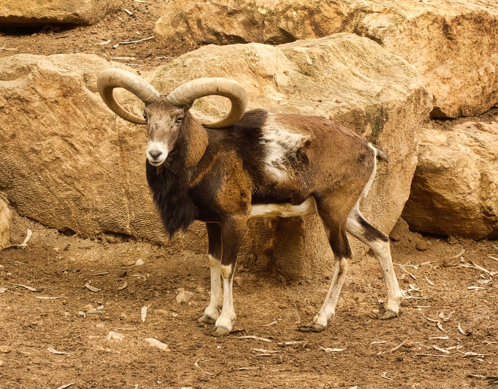 Limassol Zoo 7 Cyprus Mouflon Ovis Gmelini Ophion In The Flickr