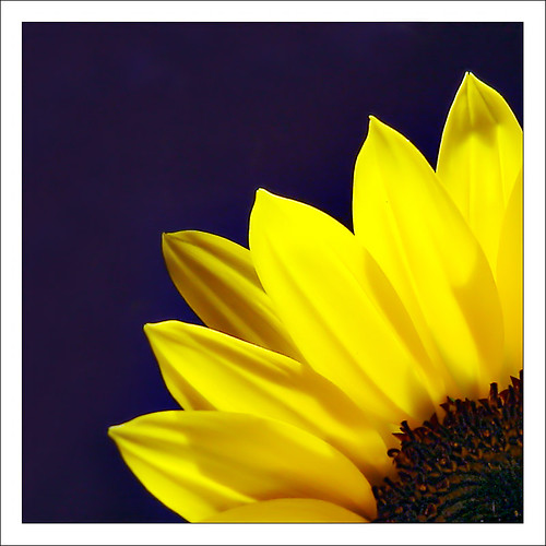 quarter flower Another photo of the flowers my darling gav… Flickr