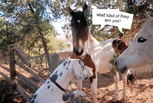 Great Dane talking to horses kristi_Nikon_D1X Flickr