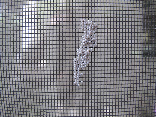 Moth eggs on my screen door, Animal Advocates, Mary Cummin… Flickr