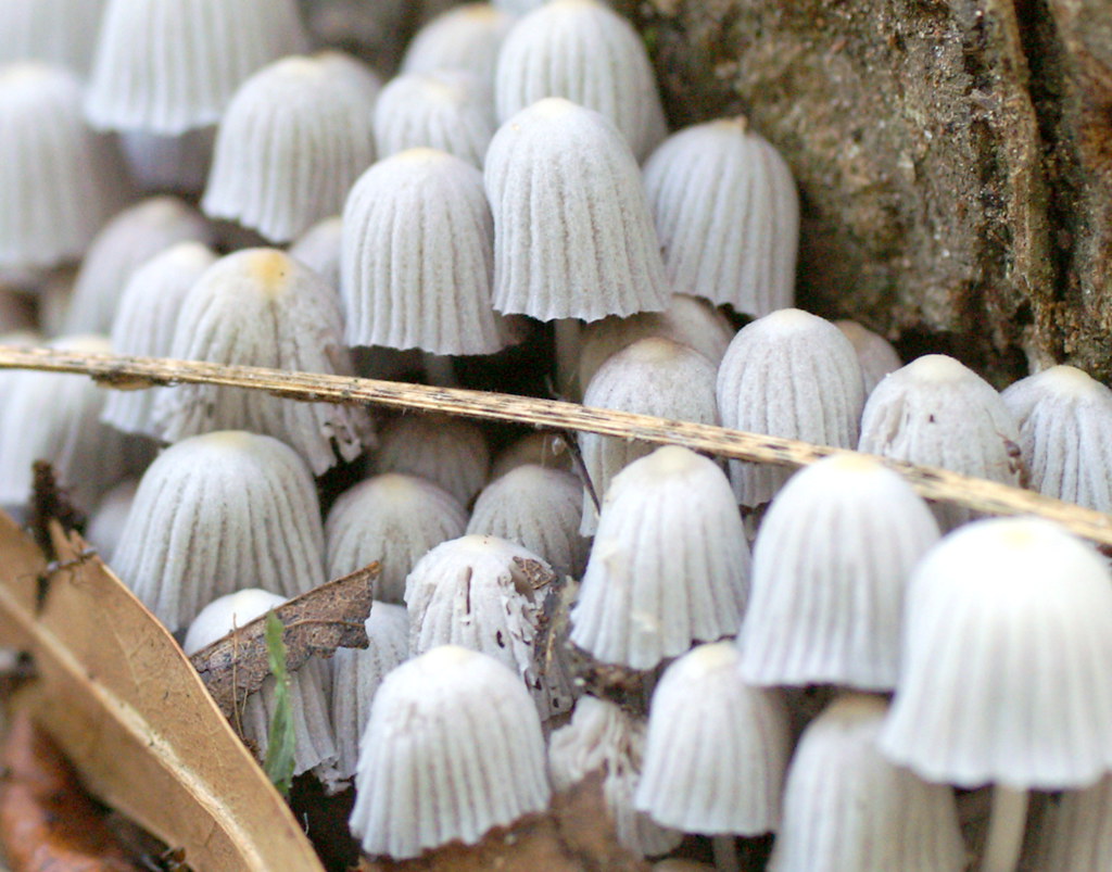 Non Green Plants Flickr