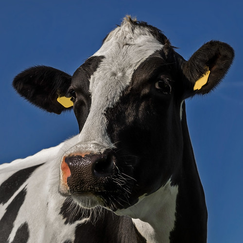 White stripe (Getty listed) Holstein cow portrait. Long no… Flickr