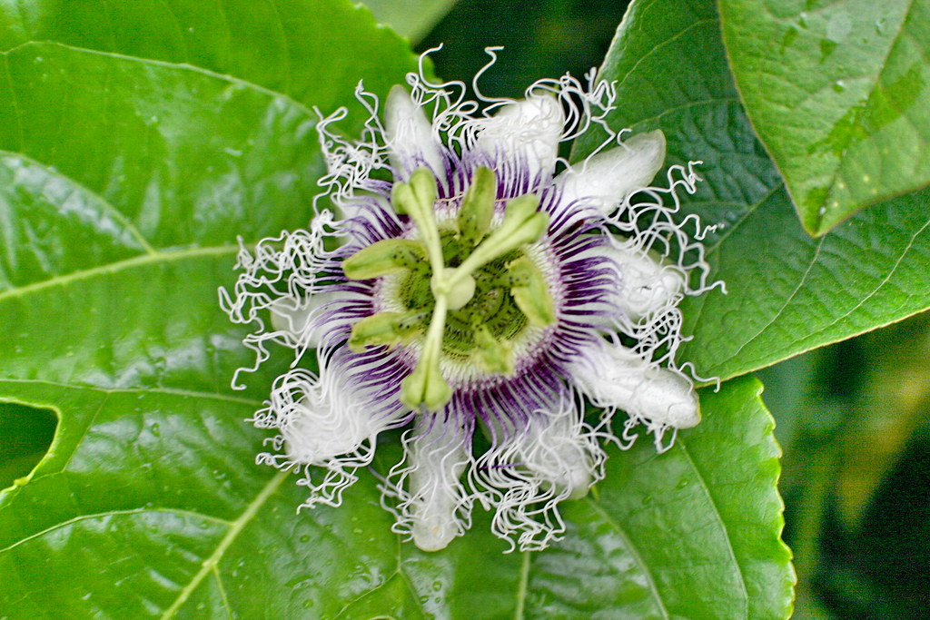 pasiflora/ passion flower (Passiflora edulis f. edulis) Flickr