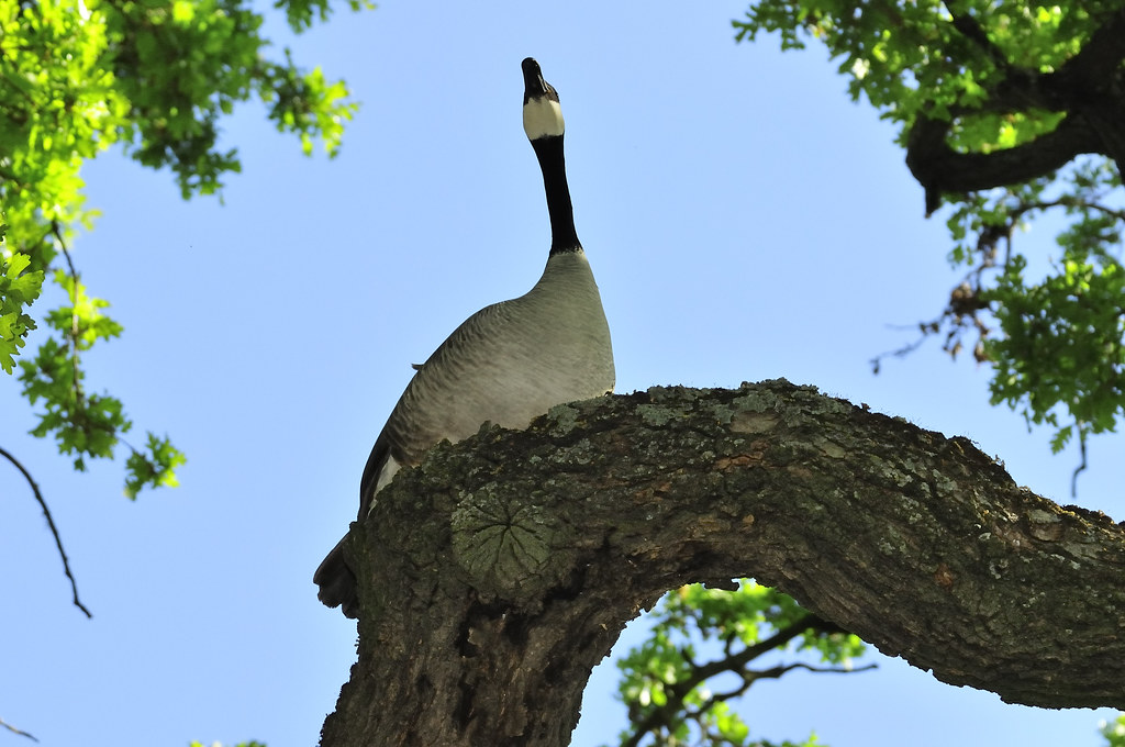 Canada Goose. In. A. Tree! I got the the park today and I … Flickr