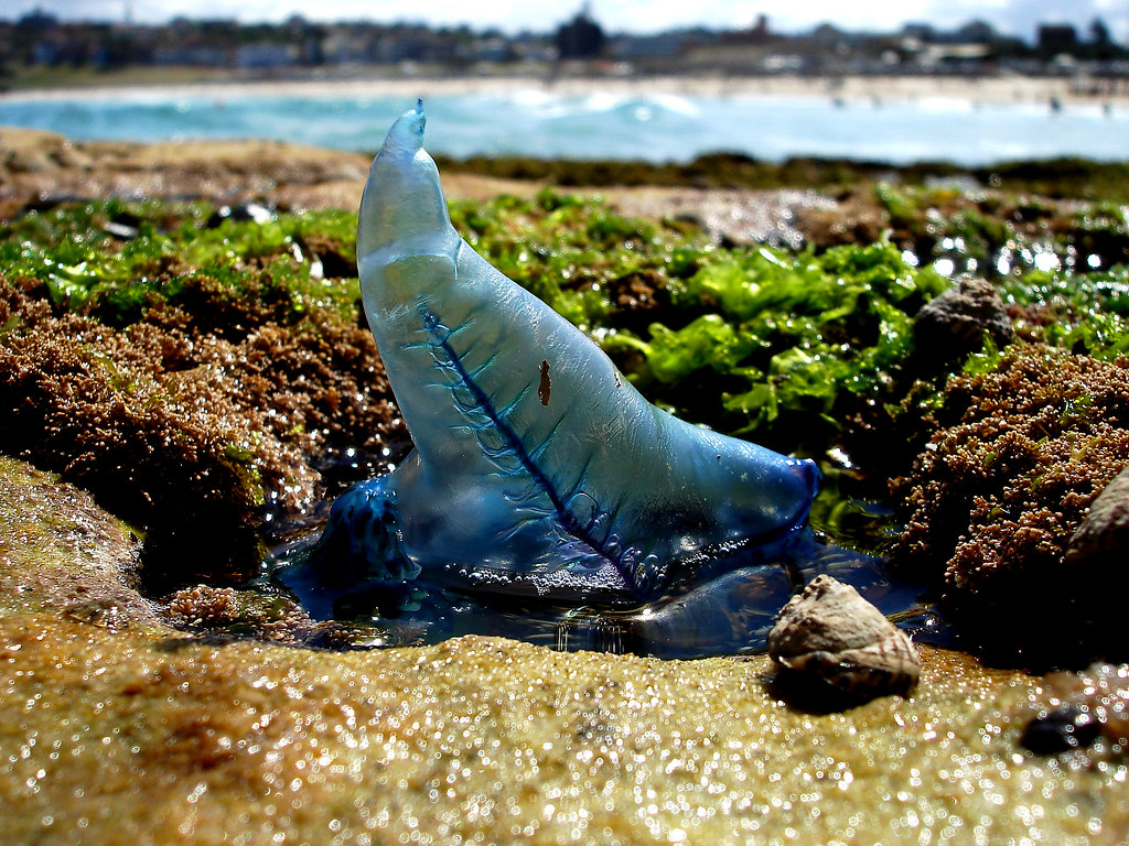 Blue Bottle Jellyfish (Portuguese Man of War) Found at