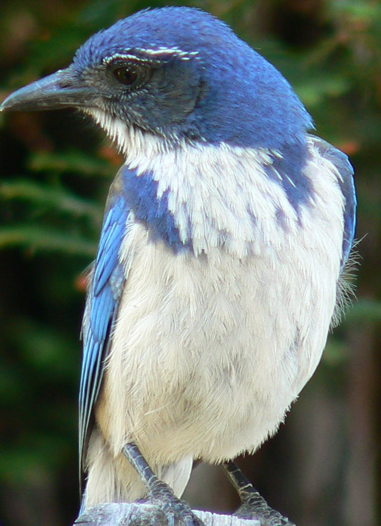 California Blue Bird Nick Ares Flickr