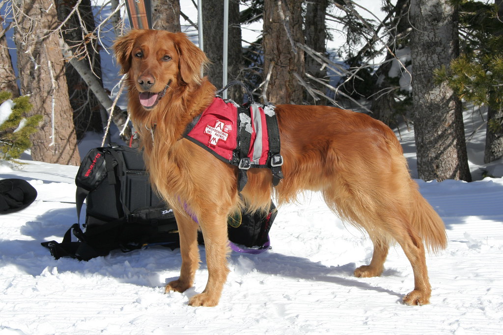Alpine SAR Dog Training Day On Tuesday February 5th