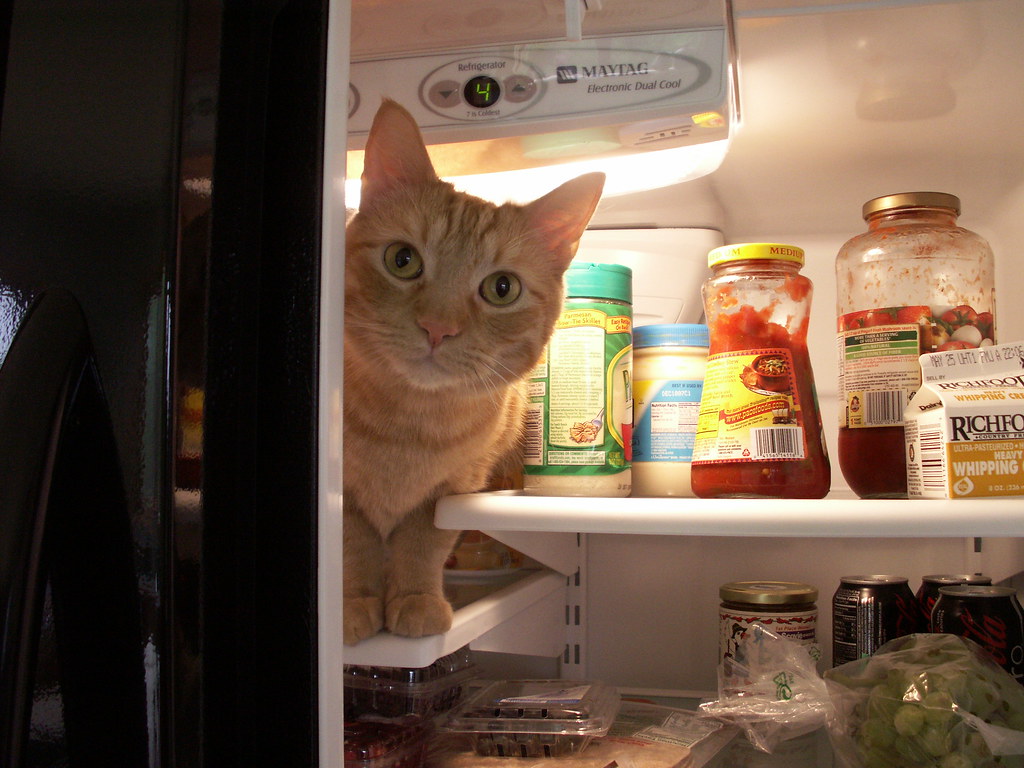 Refrigerate After Opening One of these things is not like … Flickr