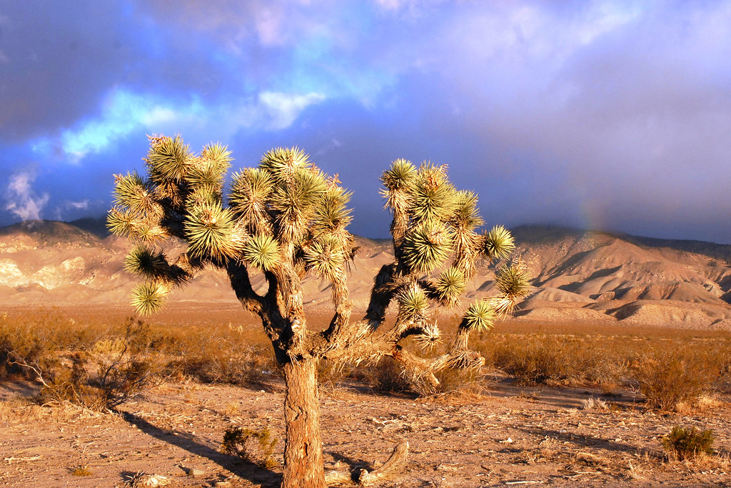 Storm Rolls In Over Mojave Desert Finally got some weather… Flickr