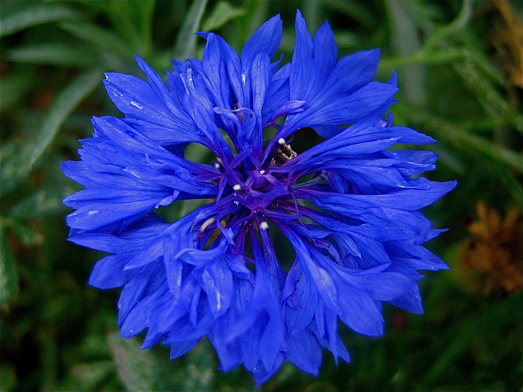 Blue Corn Flower Best seen BIG Centaurea cyanus (Asteracea… Johnathan J. Stegeman Flickr