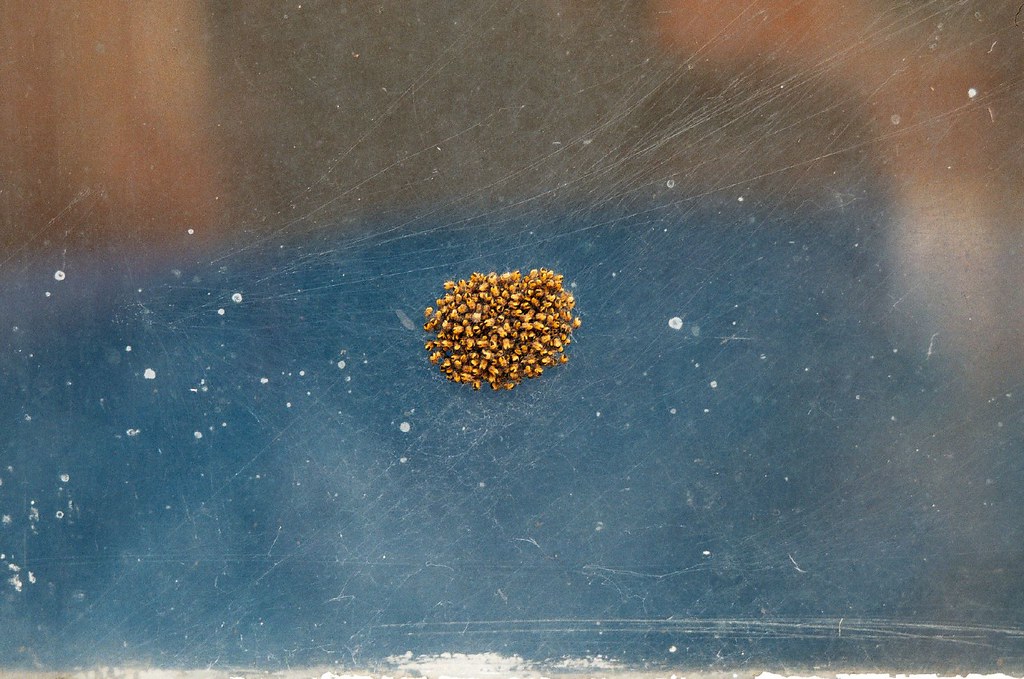 Spider's eggs A freaky sort of spider nest/cluster of eggs… Flickr