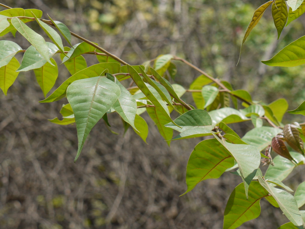 Indian Redwood Meliaceae (melia, or mahogany family) » Chu… Flickr