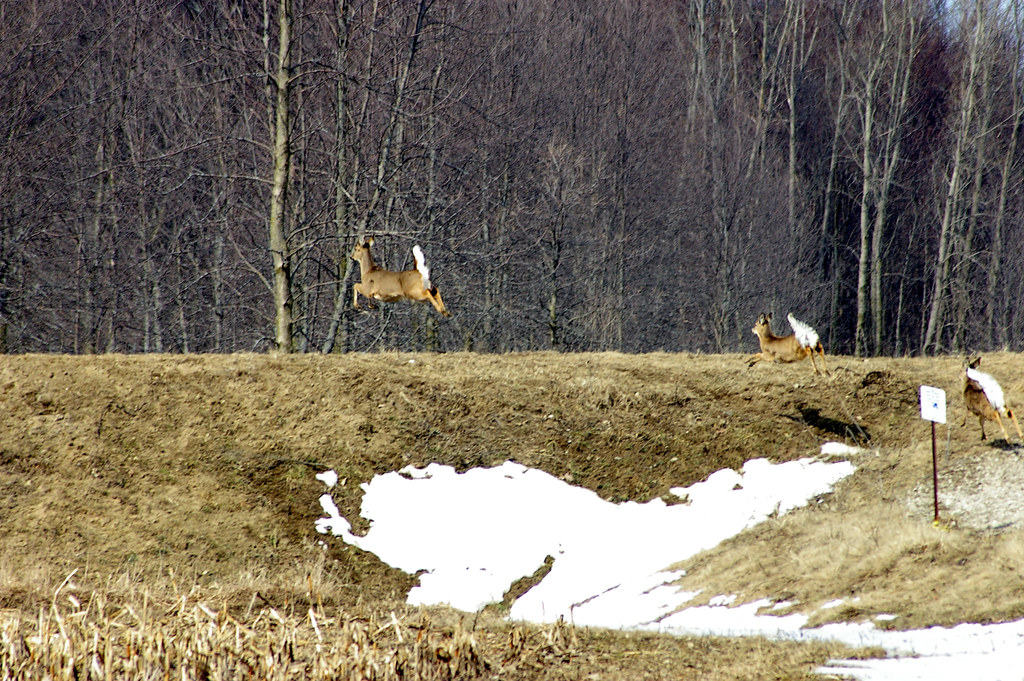 Shiawassee National Wildlife Refuge White Tail Deer From t… Flickr