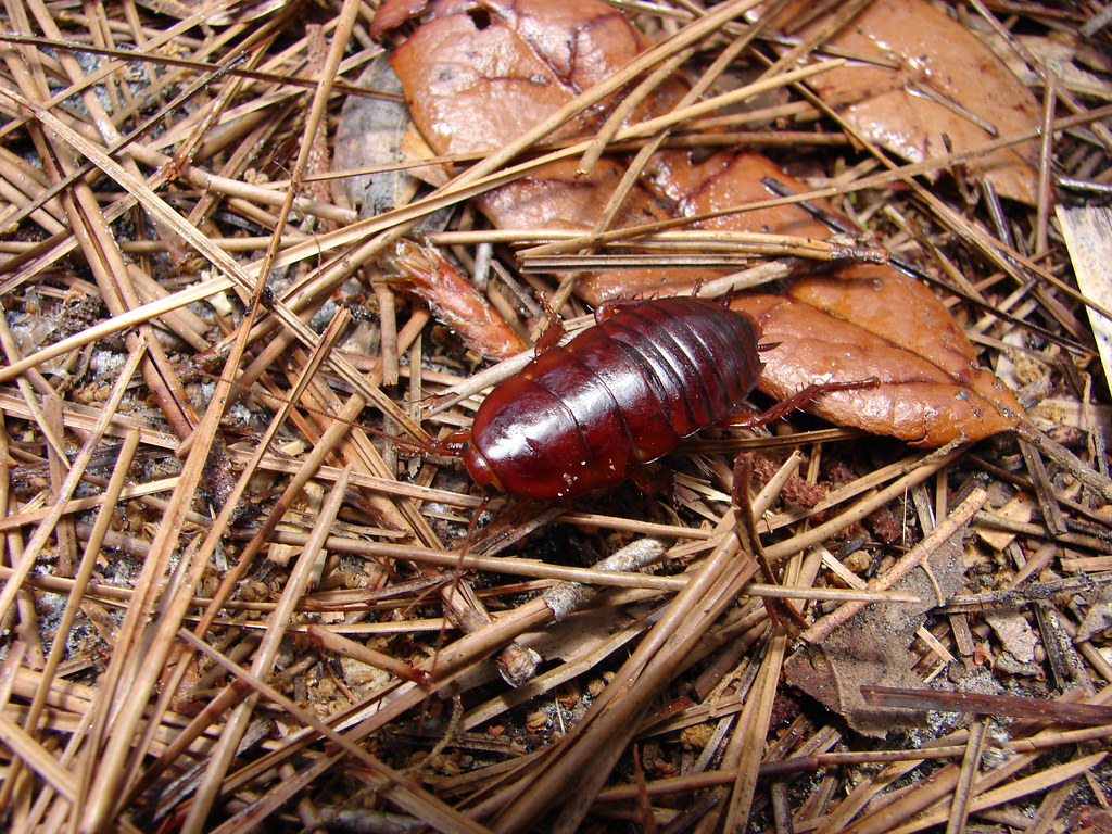 Florida Woods Cockroach in the Wild A juvenile mbarrison Flickr