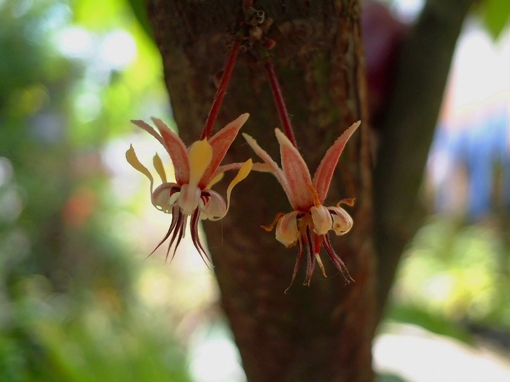 cacao flowers Cacao Flowers Incredibly delicate, in additi… Flickr