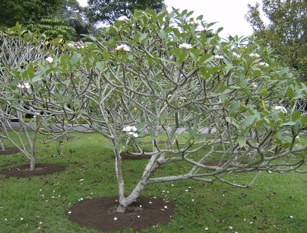 Frangipani area at Singapore Botanic Garden Plumeria Flickr
