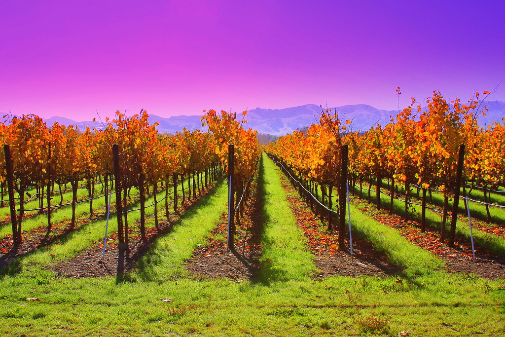 Fall Vineyards Ruby Hill Vineyards. Pleasanton, CA, USA. David