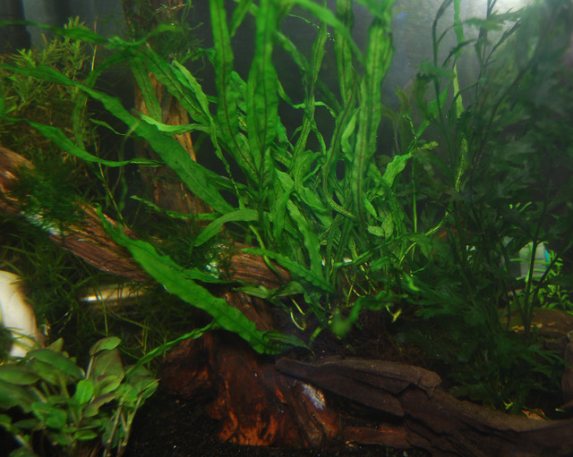 Needle leaf Java fern Flickr Photo Sharing!