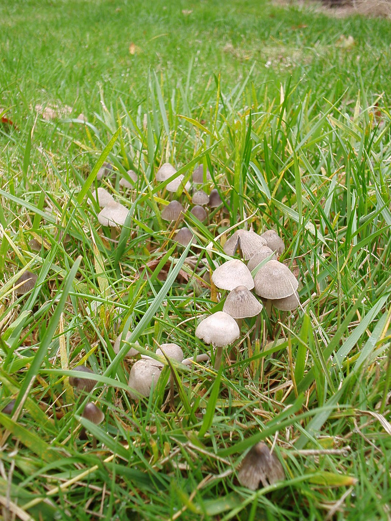 LBMs! LBMs (Little Brown Mushrooms) in the lawn. Beau Owens Flickr