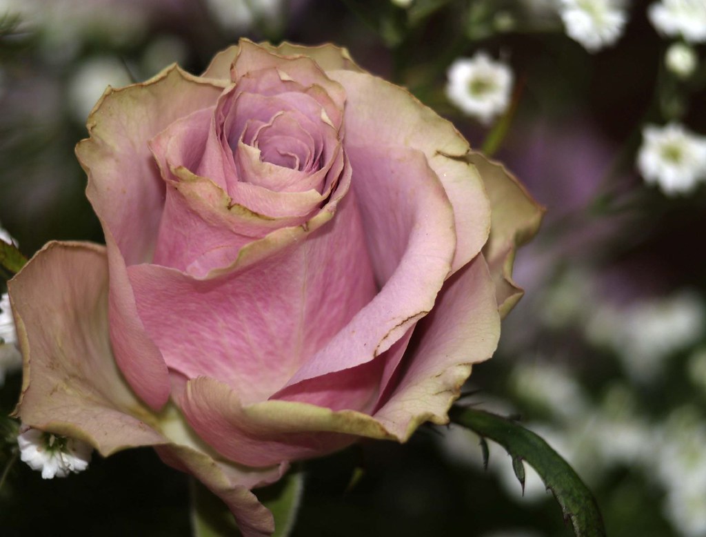 Old Dutch Rose Bee Sparkle Flickr