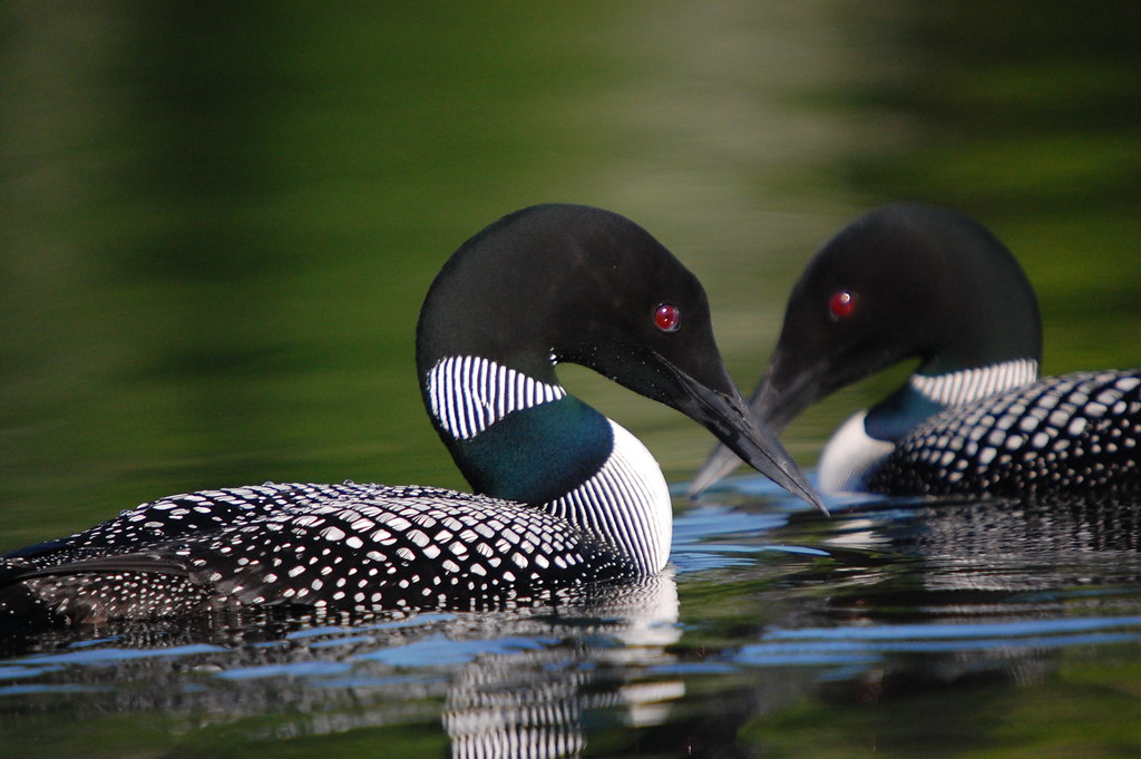 Common Loons by Gary J. Wege 2nd place in the 2009 photo c… Flickr