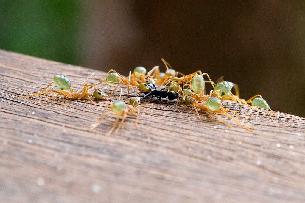 Cannibal Ants These green ants are eating what appears to … Flickr