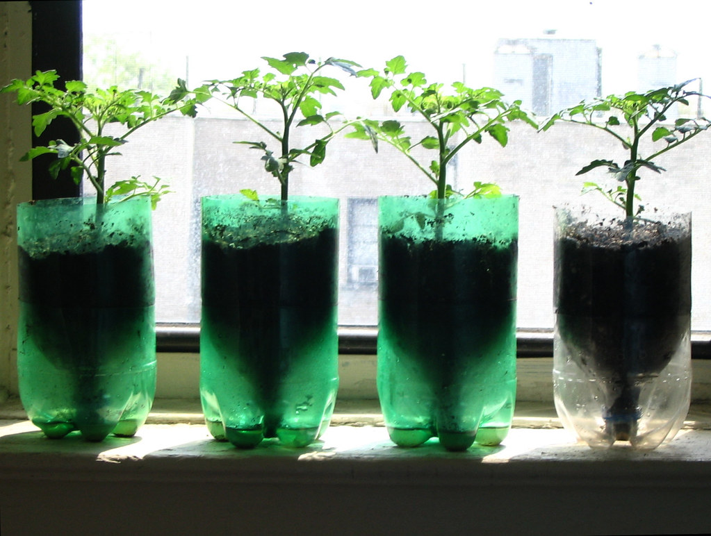 Tomatoes in Recycled Pop Bottle Planters The principles of… Flickr