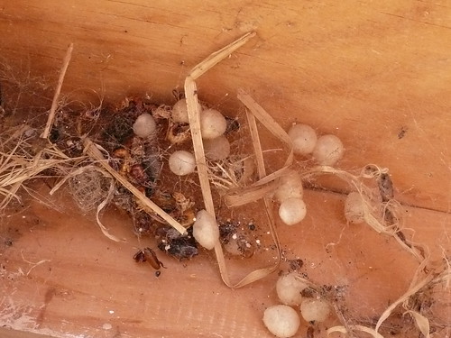 So many spider egg sacs God could you imagine how many spi… Flickr