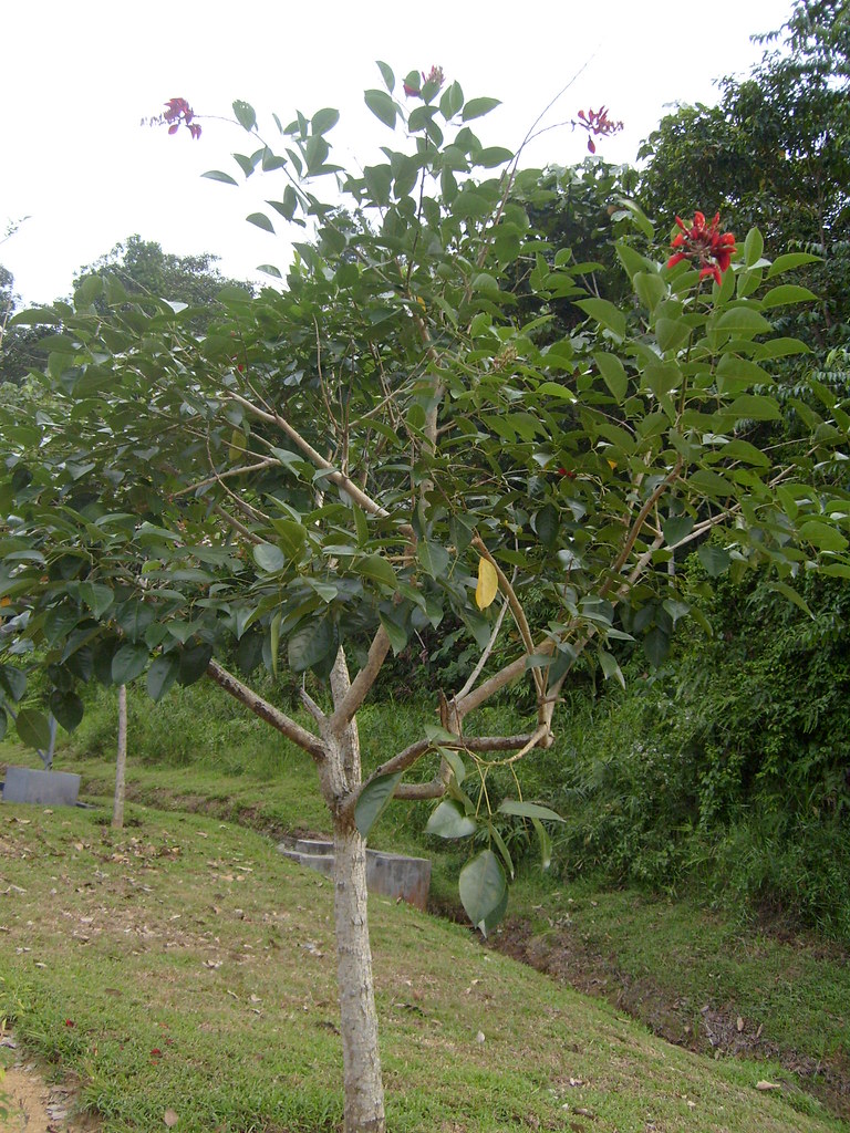 Pokok Dedap Scientific name Erythrina glauca Family
