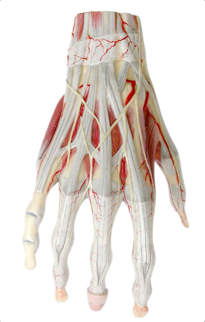 Posterior aspect of tendons and muscles of the right hand
