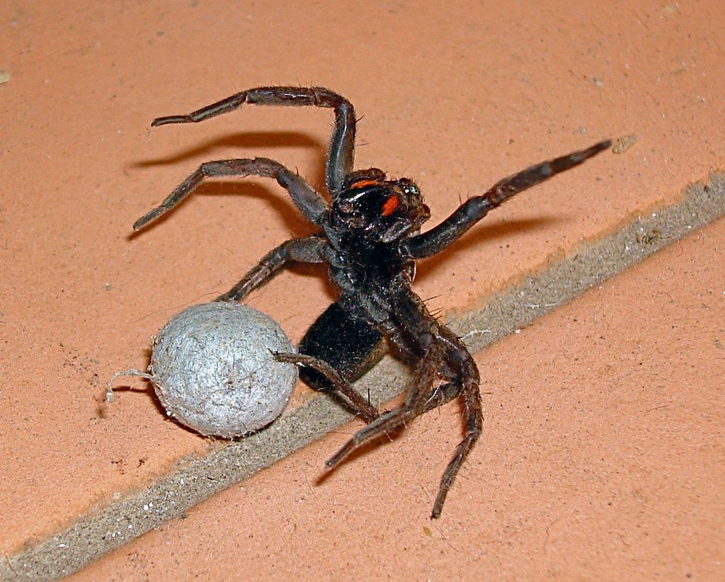 wolf spider egg sac agressing I only wanted to put my wash… Flickr