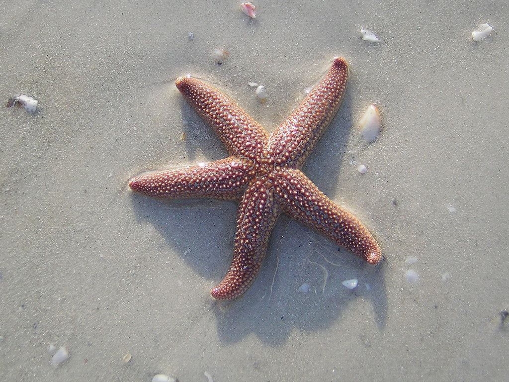 Starfish Sanibel Island Florida Starfish, Lighthouse Point… Flickr