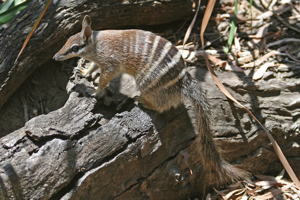 Numbat (Perth Zoo, Perth, Western Australia) Simon Forsyth Flickr