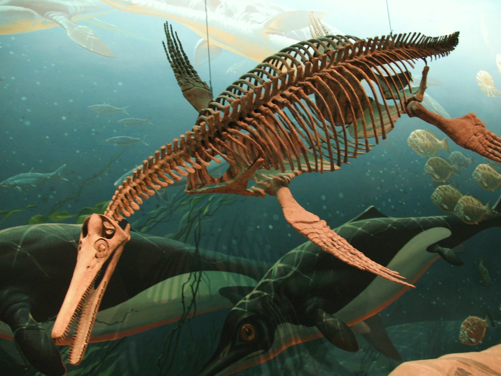 Plesiosaur Fossil at Natural History Museum A plesiosaur (… Flickr