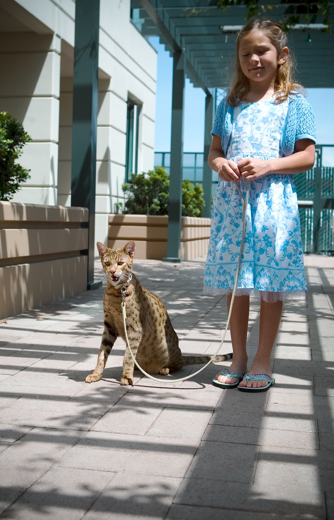 The Ashera Cat child friendly The rarest domestic cat