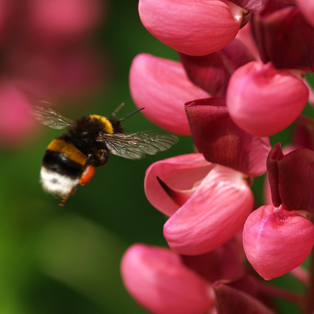 A bumble bee flying to a lupine flower. Note that the wing… Flickr