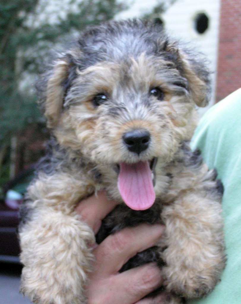 Lakeland Terrier Puppy My friends new Lakeland Puppy! Coul… Flickr