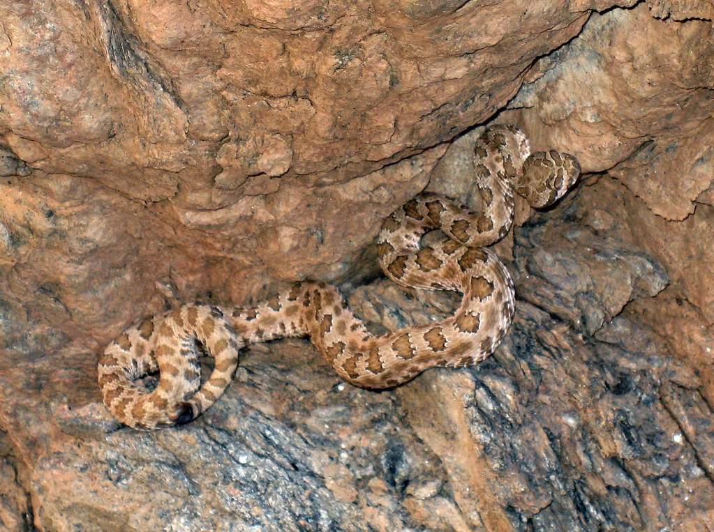 Grand Canyon Rattlesnake Grand Canyon Rattlesnake on the N… Flickr
