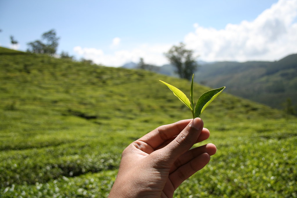 plucking tea leaves Also featured in Flickr