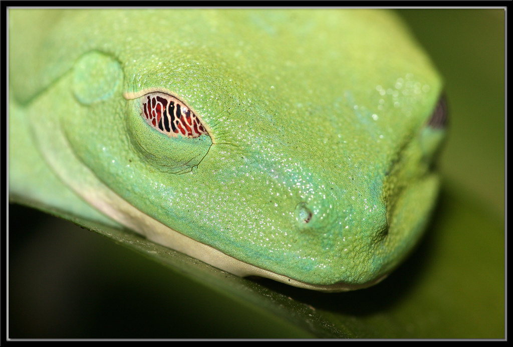 Nictitating Membrane Check out the nictitating membrane (N… Flickr
