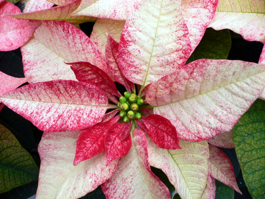 Mexican flame leaf Christmas star Winter rose Noche