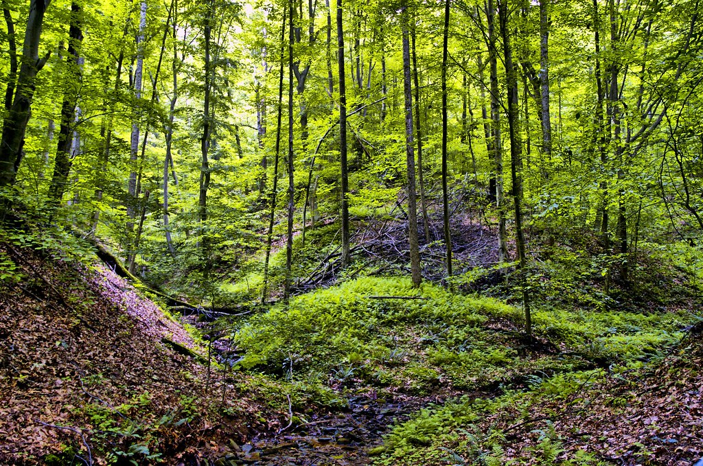Summer Woods in West Virginia Single HDR from Nikon D70 in… Flickr