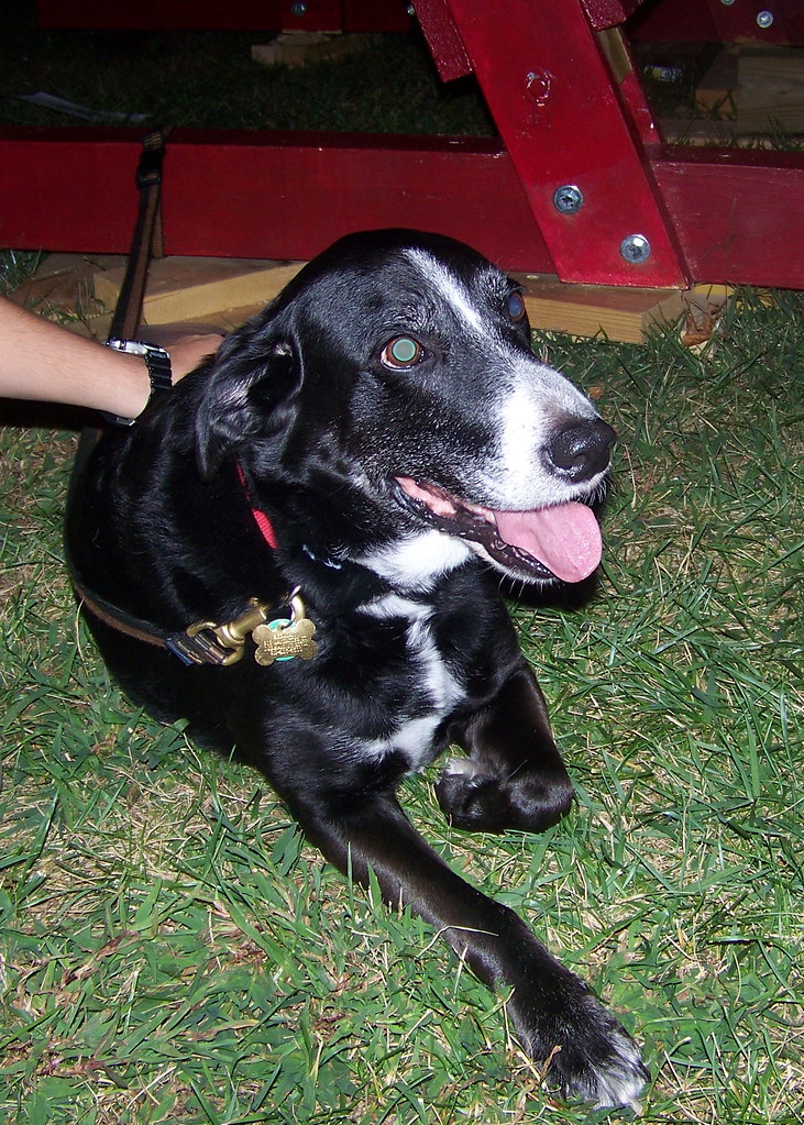 Herman enjoys being tied to a bench (2) But chaining dogs … Flickr