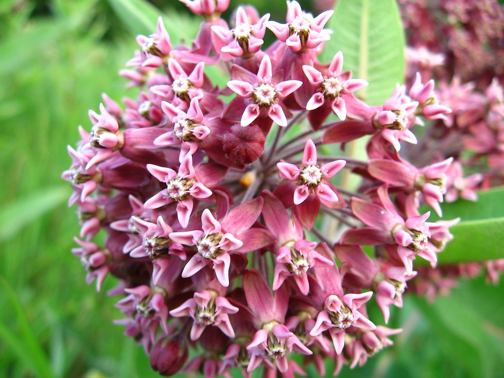 Asclépiade (fleurs) Flickr Photo Sharing!
