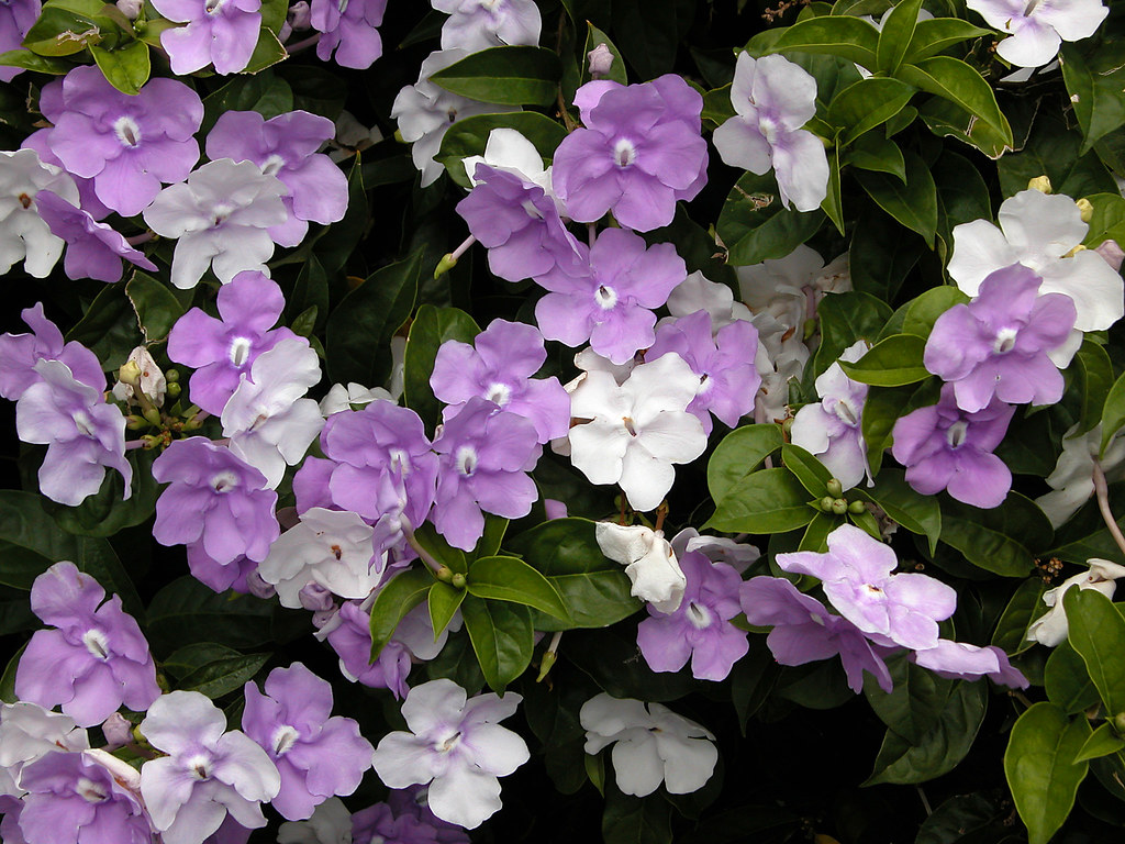 Brunfelsia pauciflora yesterday, today, and tomorrow Flickr