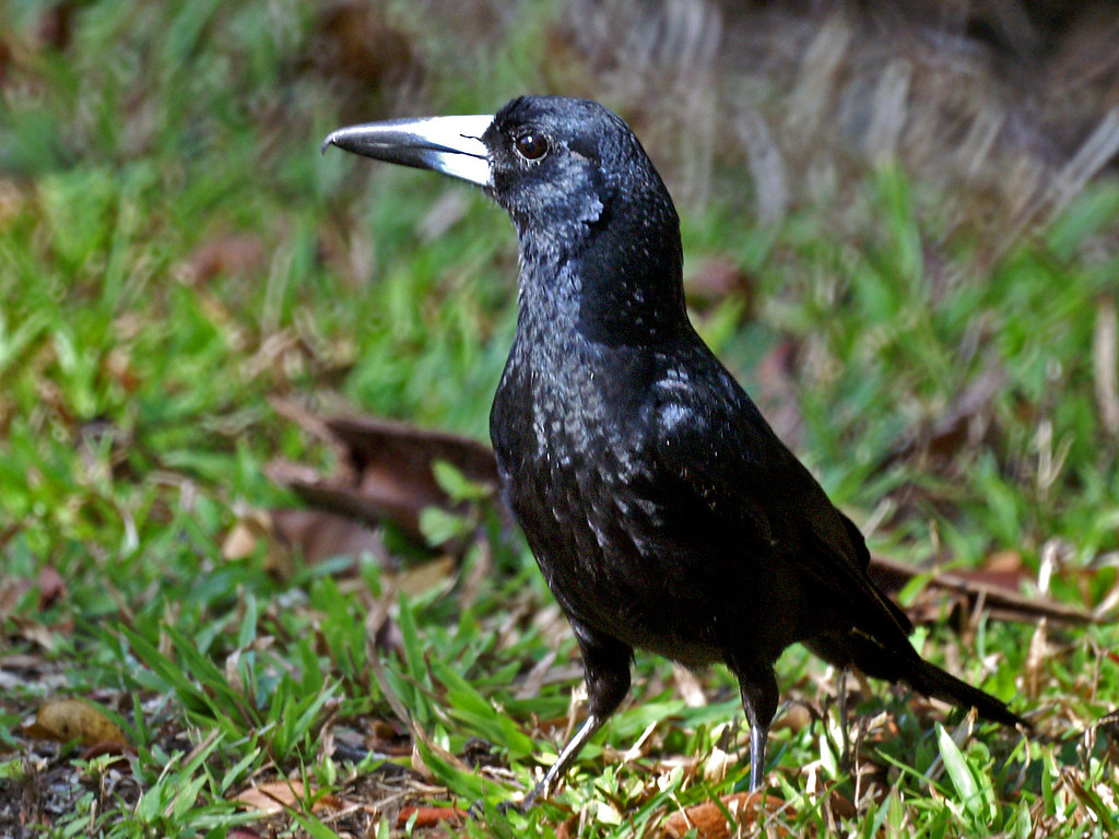 Black Butcherbird (Cracticus quoyi) Cairns, QLD, Australia… Flickr
