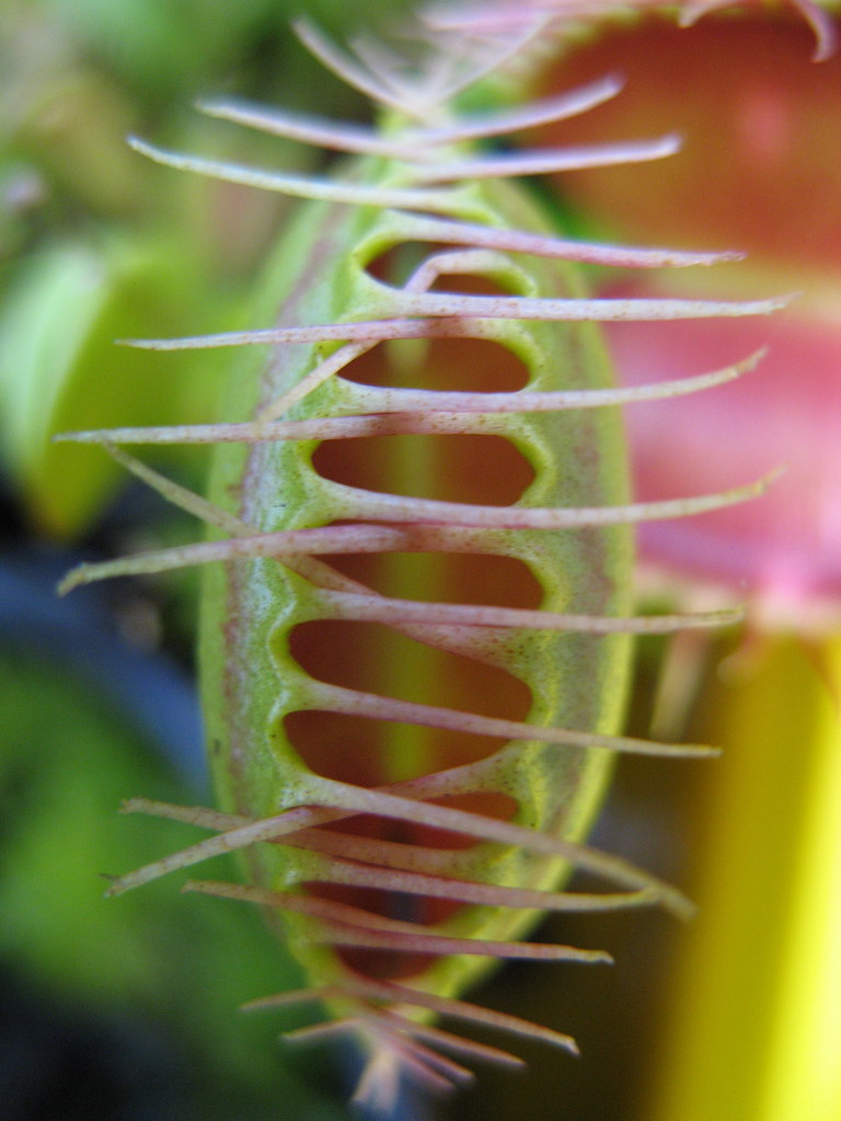 venus flytrap closed Venus Flytrap leaf. (Dionaea muscipul… Flickr