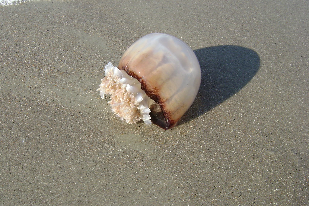 Jellyfish Myrtle Beach S.C. Enormous jellyfishes washed up… Flickr