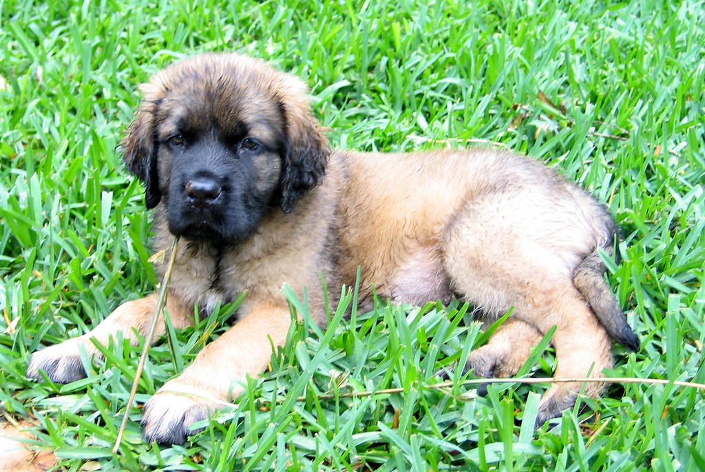 Fluffy English Mastiff puppy This is Ronnie as a puppy thr… Flickr