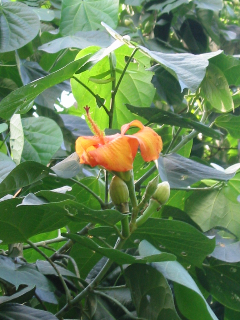 Blue Mahoe, YS, Jamaica CK2507 Flickr